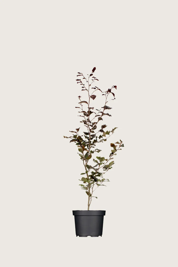 plantinavia20261015103350306081
