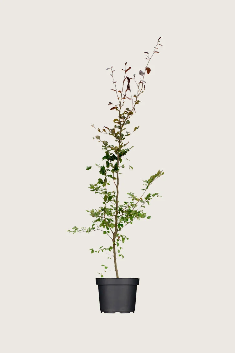 plantinavia20261015103351306089