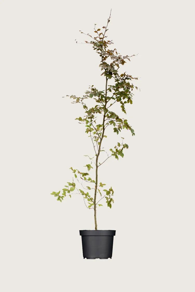 plantinavia20261015103354306109