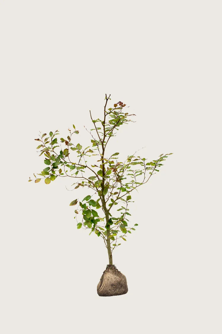plantinavia20261015103355306117