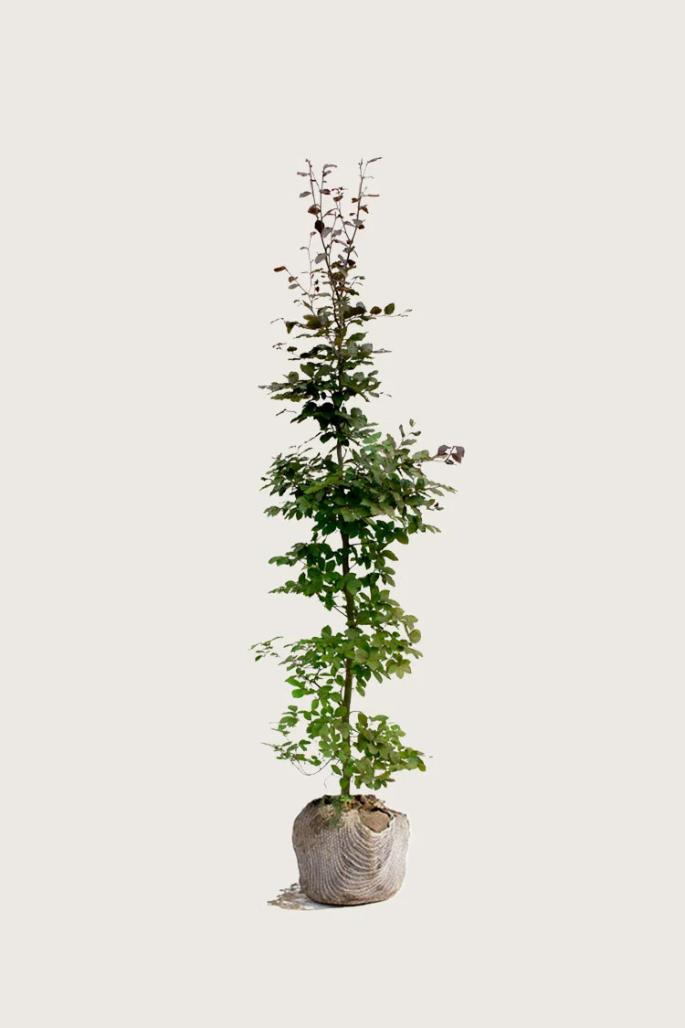 plantinavia20261015103357306138