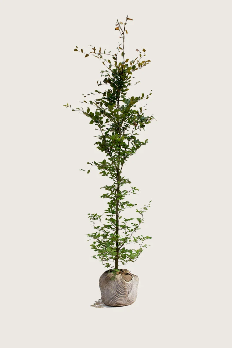plantinavia20261015103358306147