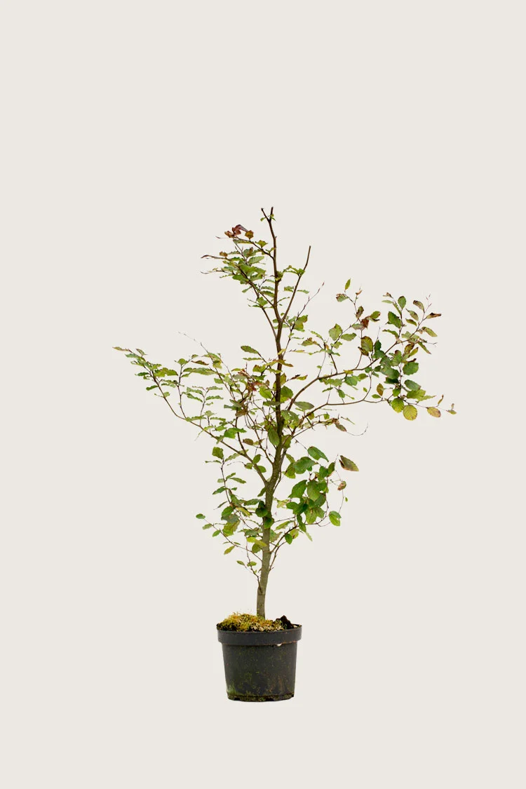 plantinavia20261015103400306162