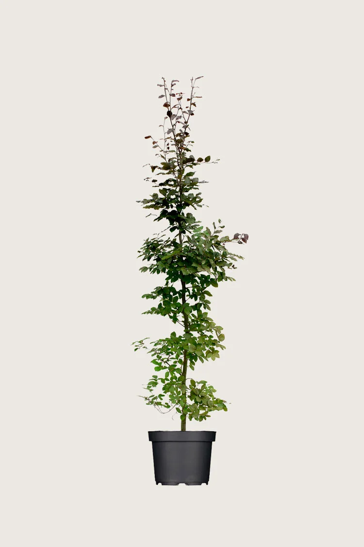 plantinavia20261015103401306170