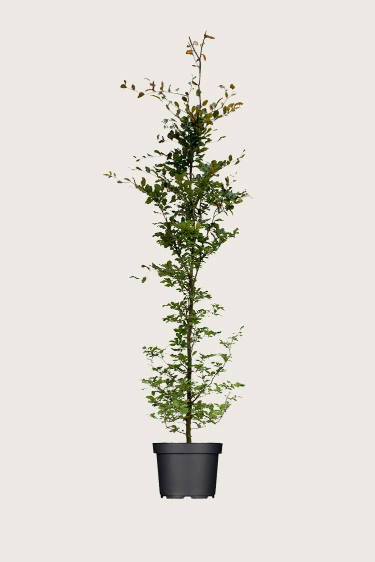 plantinavia20261015103402306180