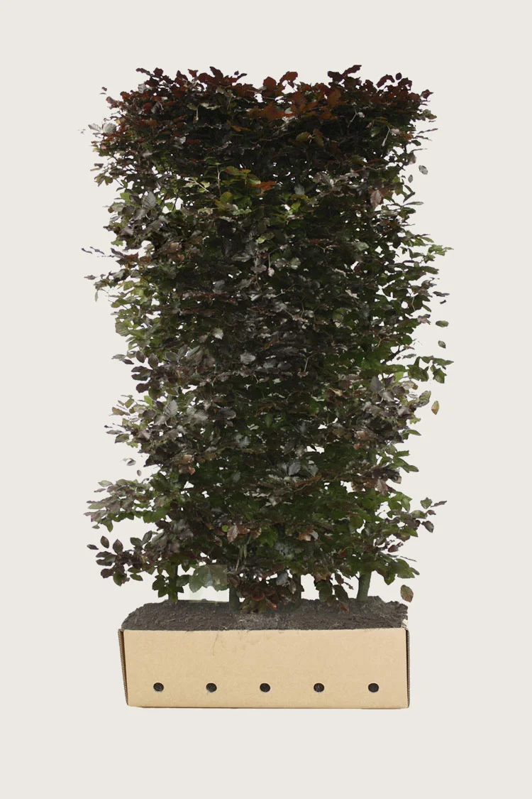 plantinavia20261015103403306190