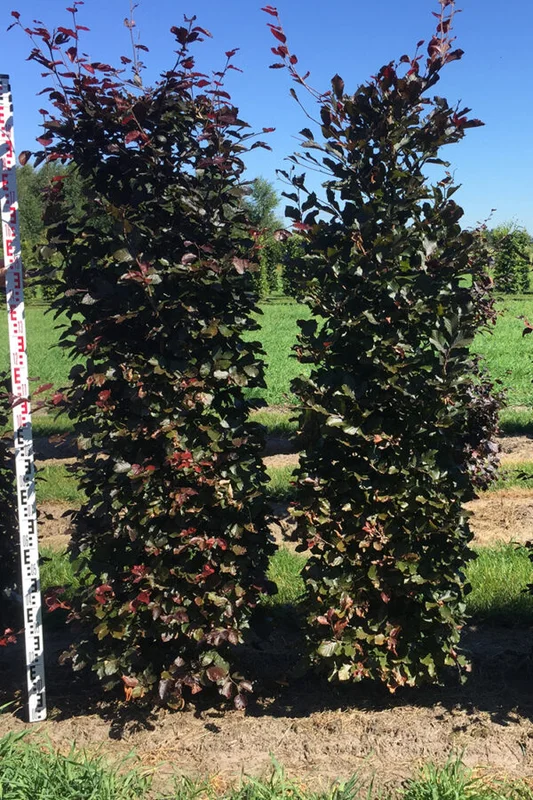 plantinavia20261015103405306205