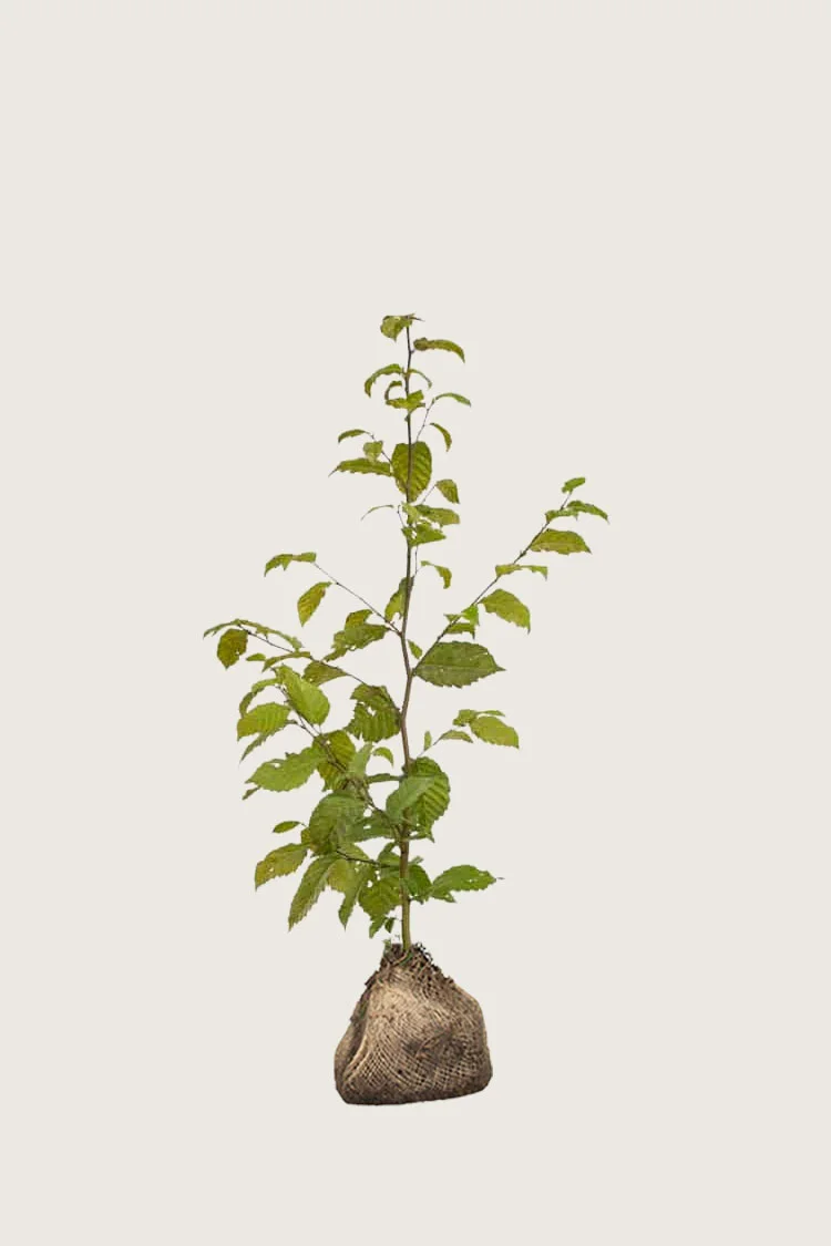 plantinavia20261015103413306275