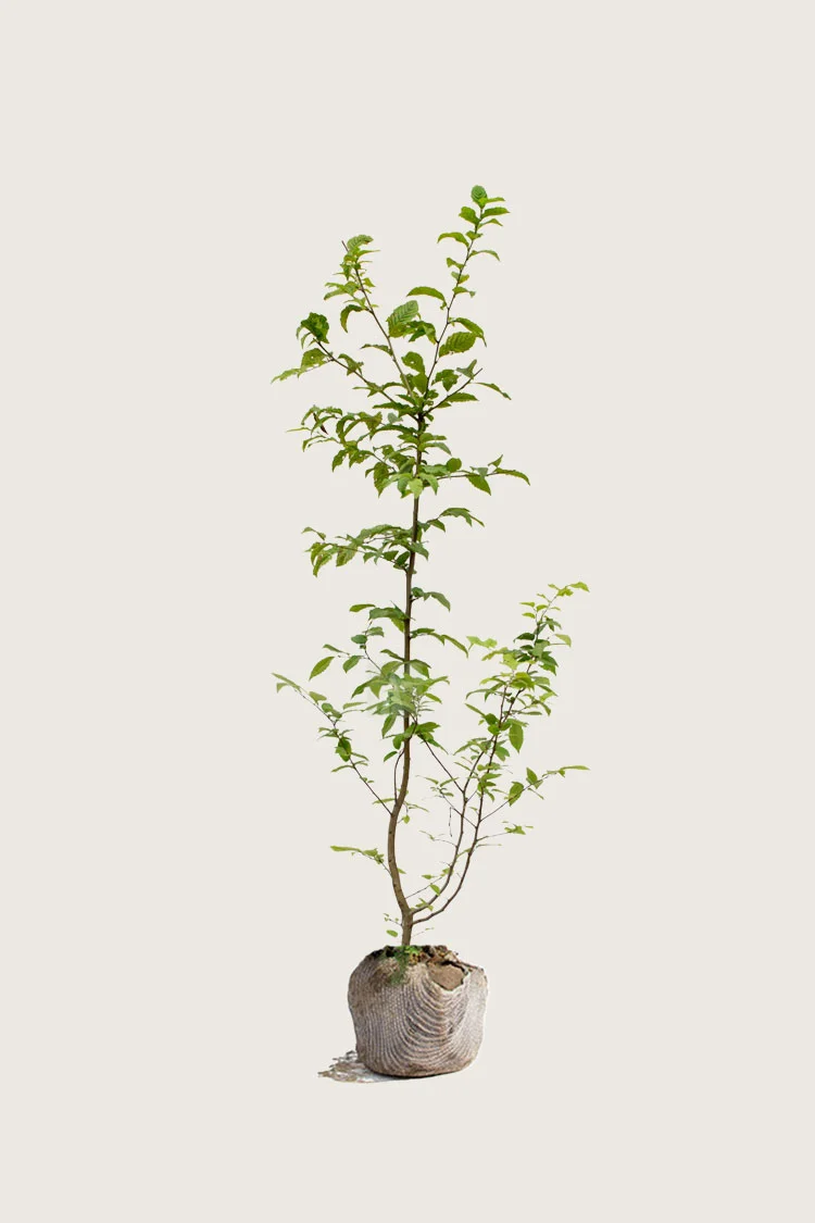 plantinavia20261015103414306281