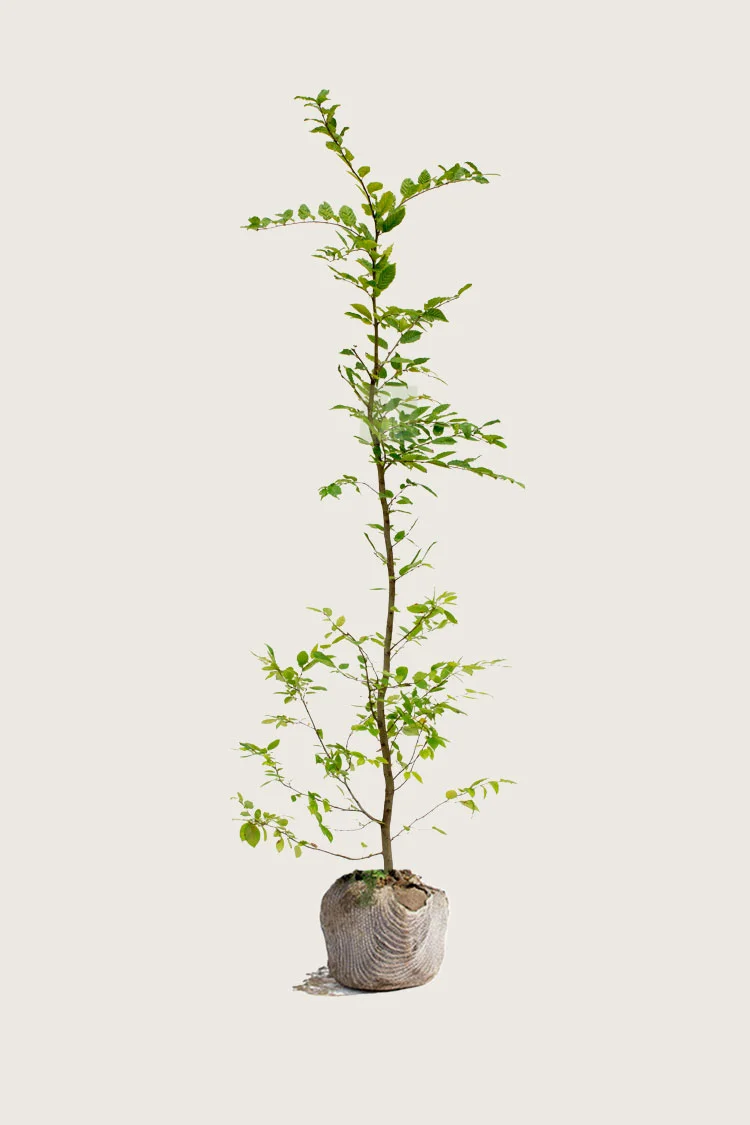 plantinavia20261015103416306293