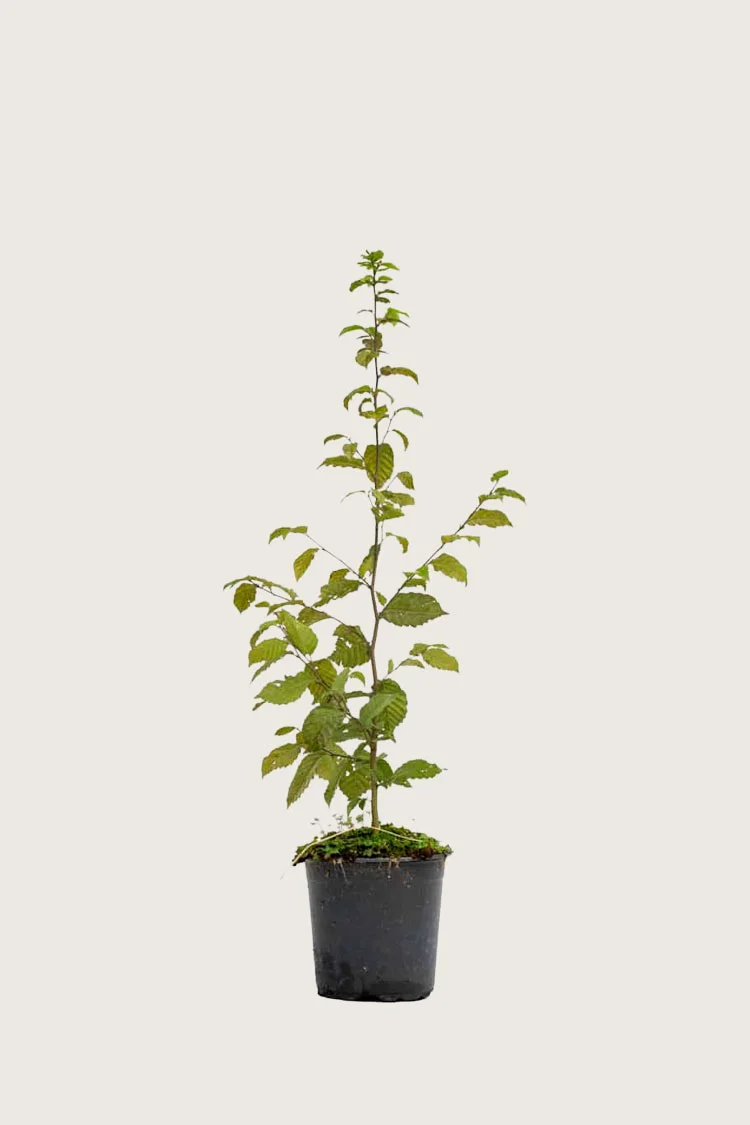 plantinavia20261015103417306310