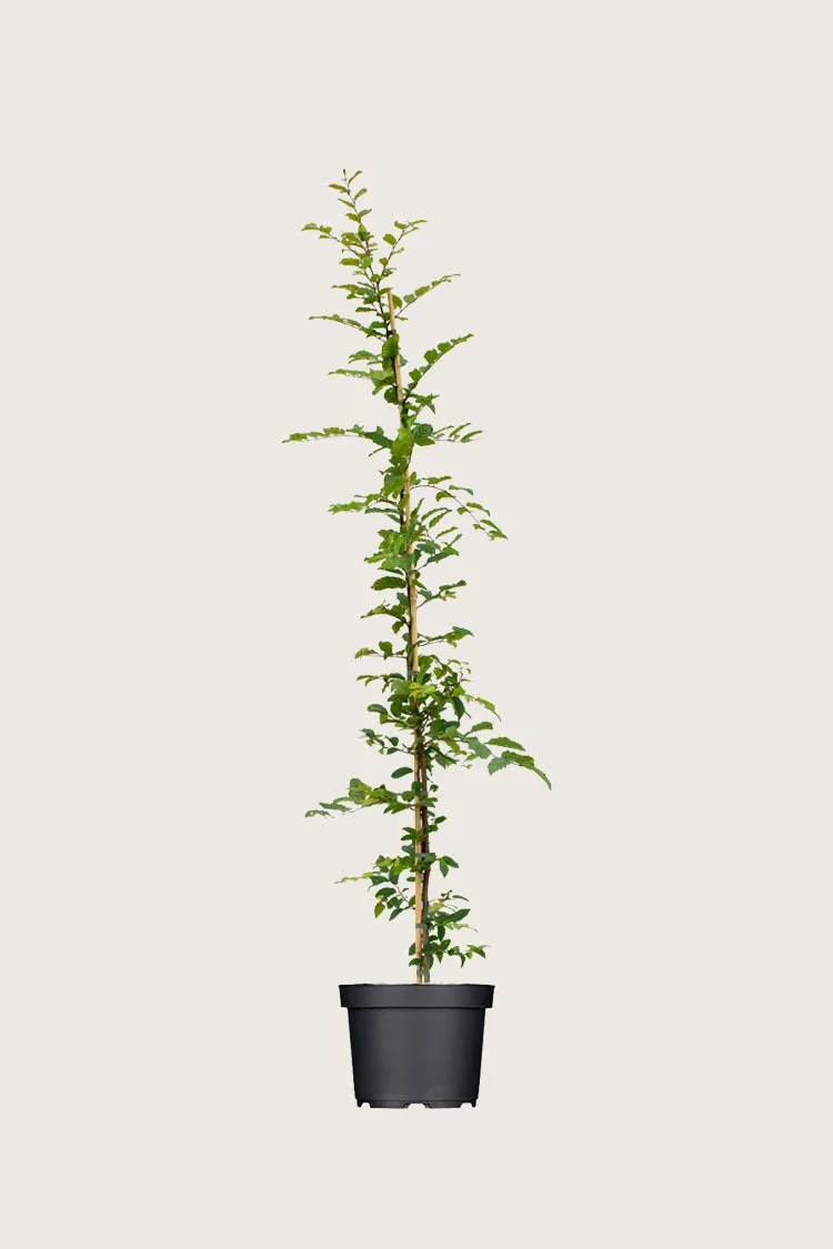 plantinavia20261015103420306325