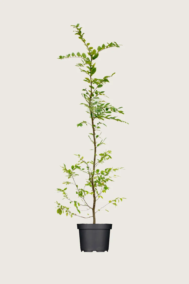 plantinavia20261015103421306337