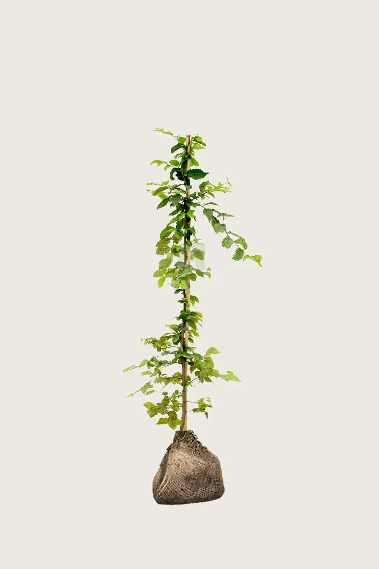 plantinavia20261015103422306347