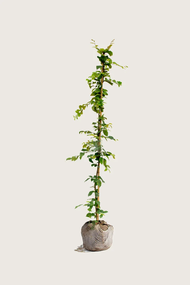 plantinavia20261015103423306362
