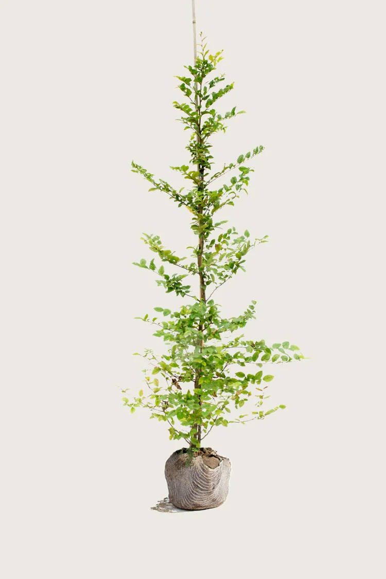 plantinavia20261015103426306386