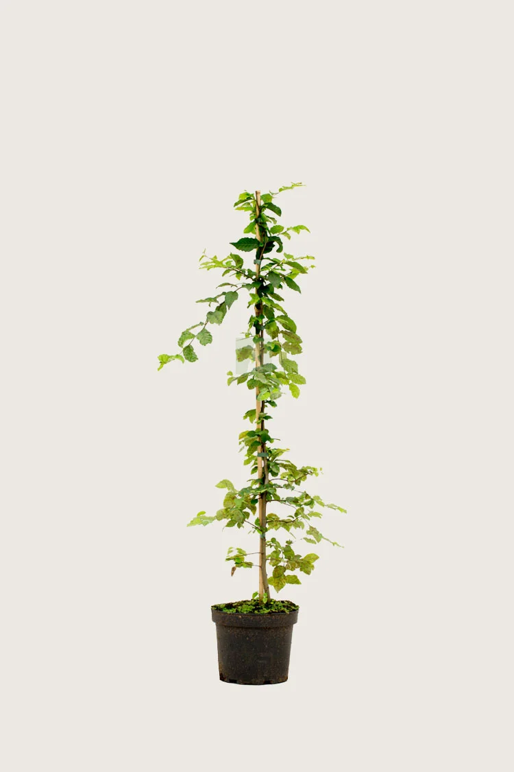 plantinavia20261015103426306392