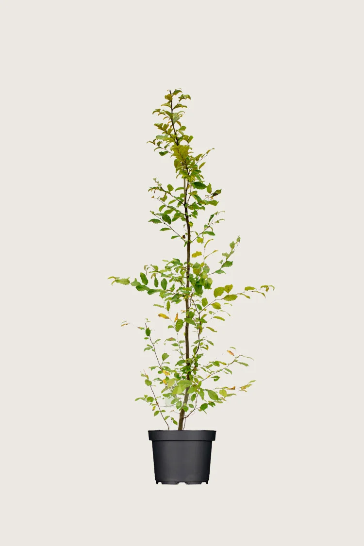 plantinavia20261015103427306402