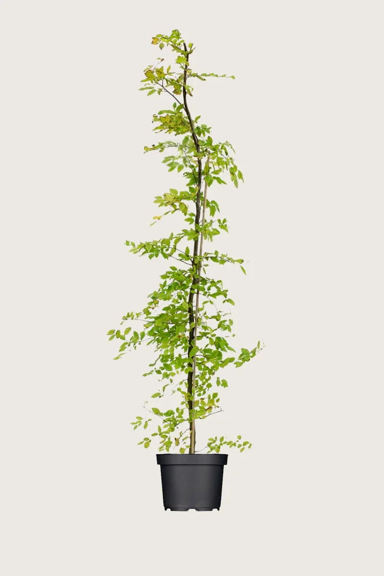 plantinavia20261015103429306419
