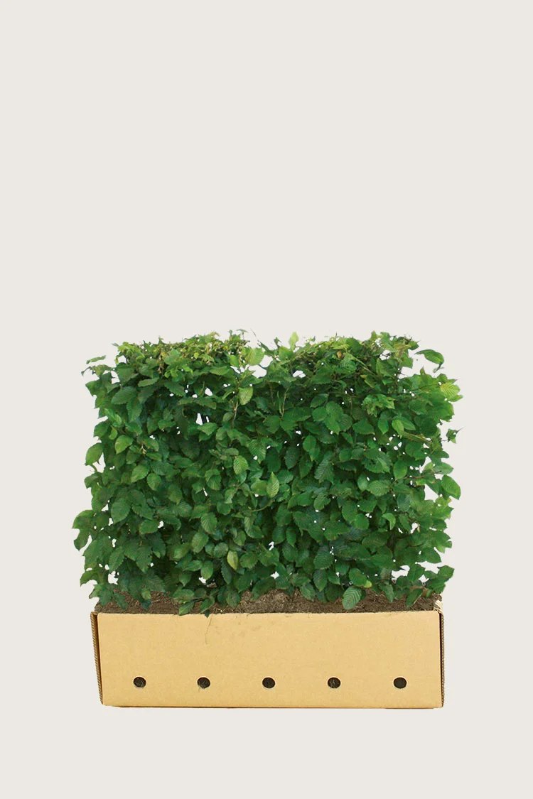 plantinavia20261015103429306421