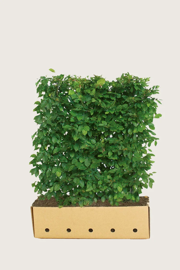 plantinavia20261015103430306428
