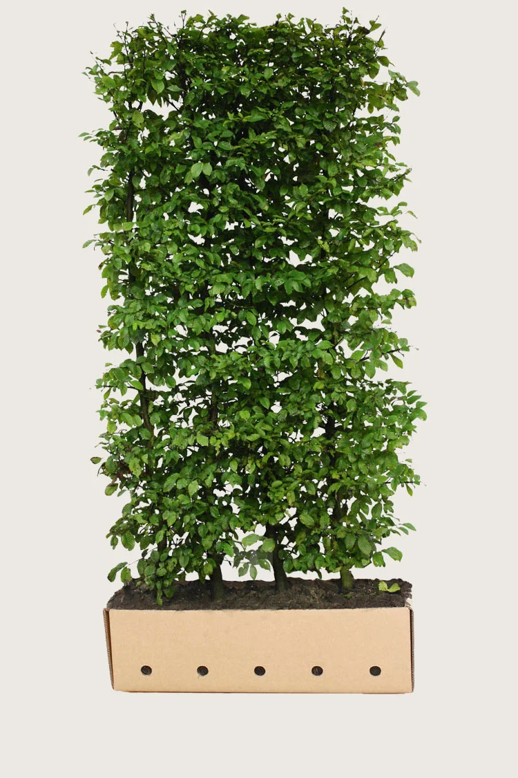plantinavia20261015103432306444