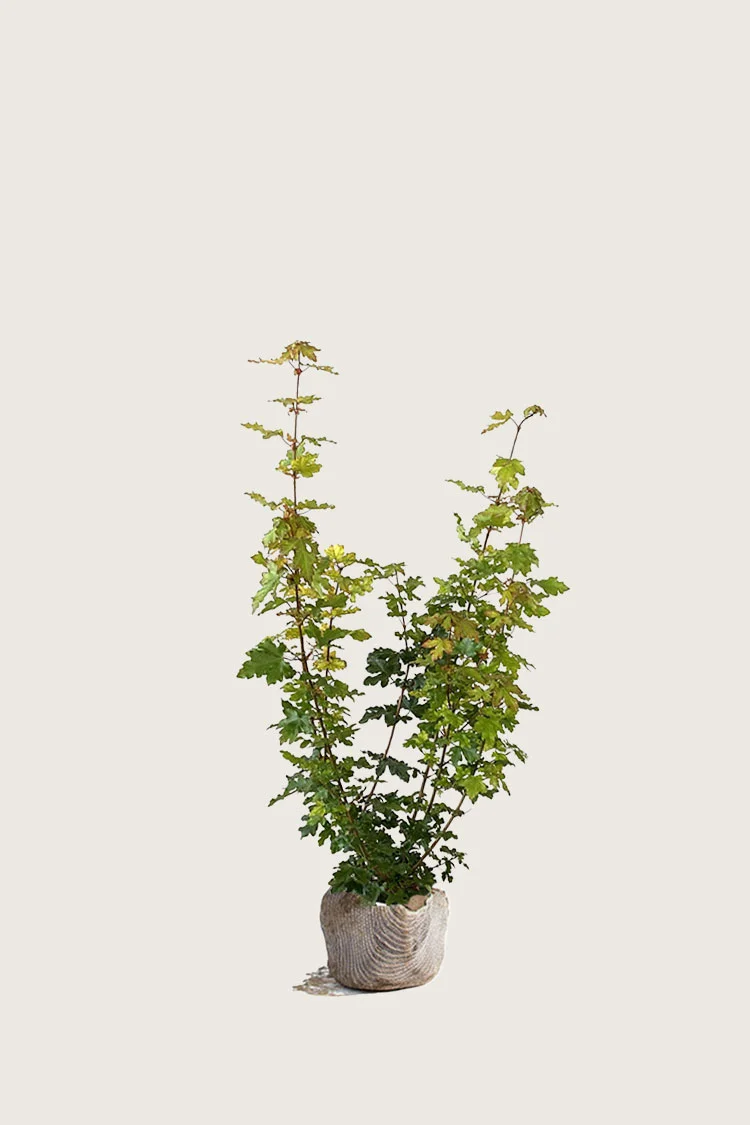 plantinavia20261015103439306504