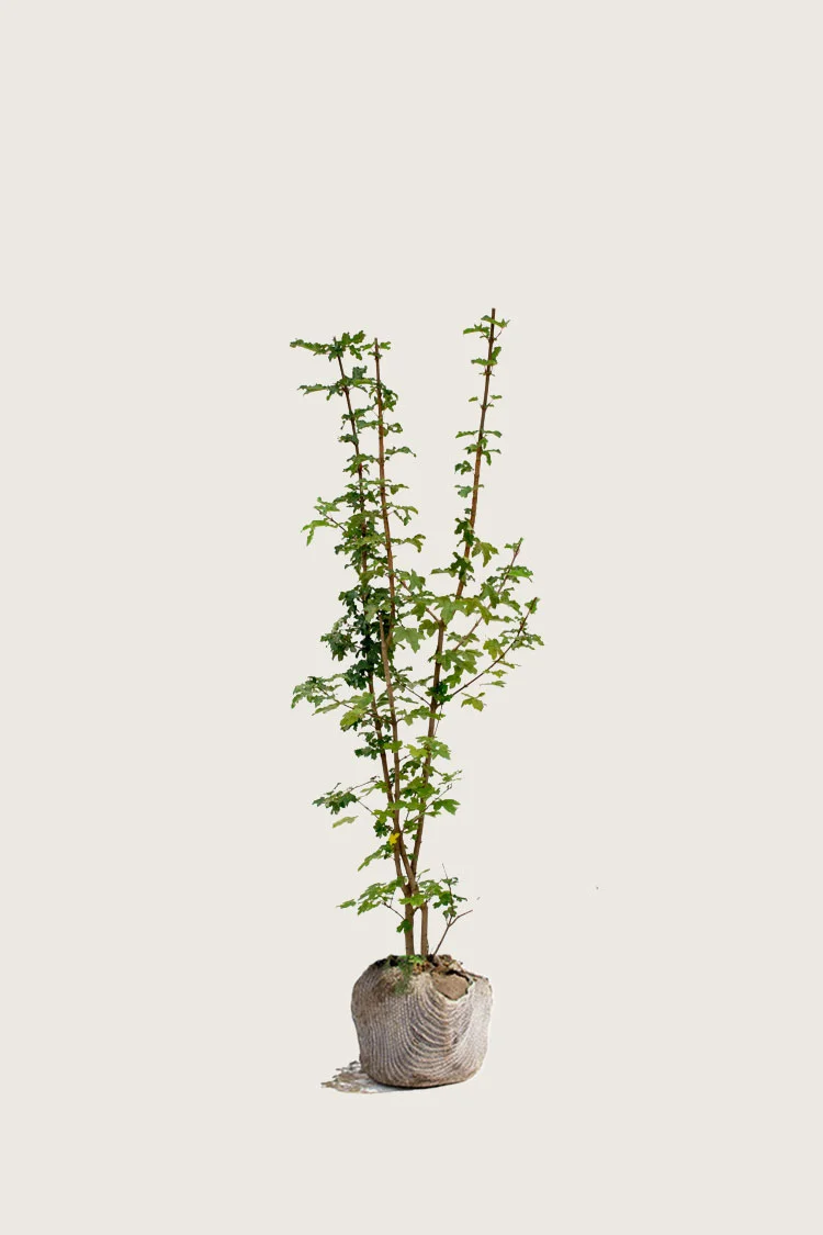 plantinavia20261015103441306518