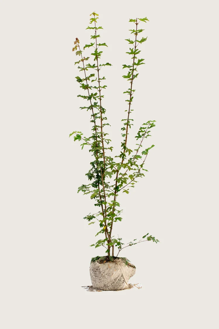 plantinavia20261015103442306527