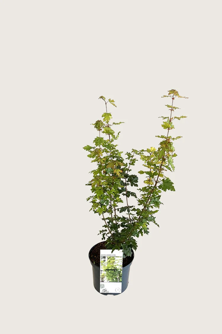 plantinavia20261015103445306555
