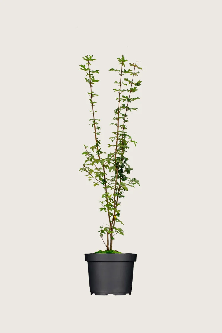 plantinavia20261015103447306568