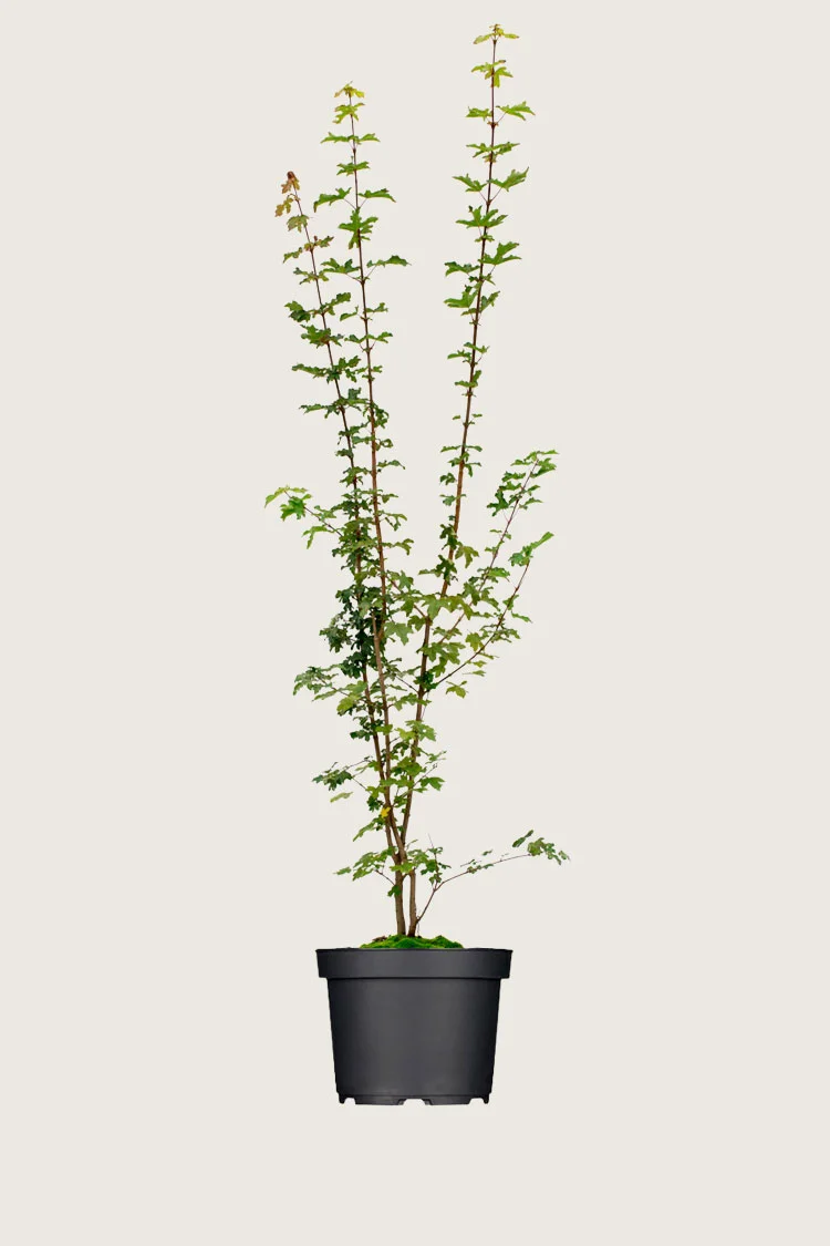 plantinavia20261015103448306584
