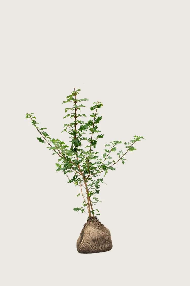 plantinavia20261015103448306585