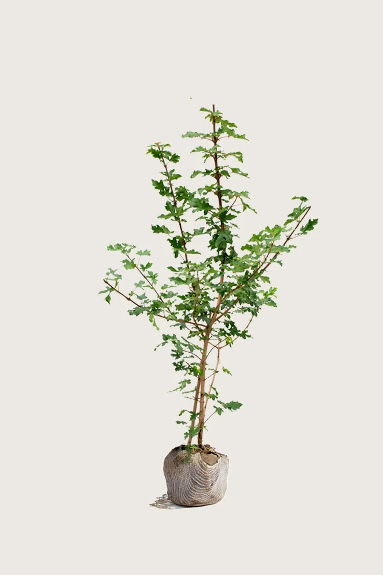 plantinavia20261015103451306607