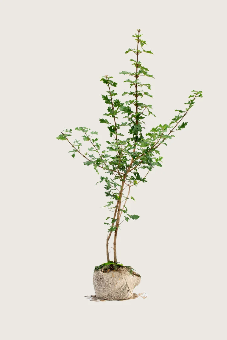 plantinavia20261015103452306616