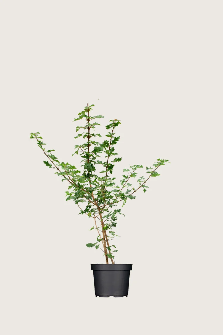 plantinavia20261015103454306631