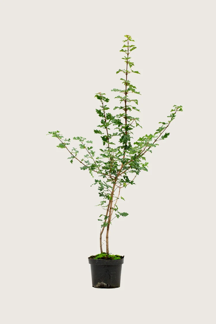 plantinavia20261015103455306641