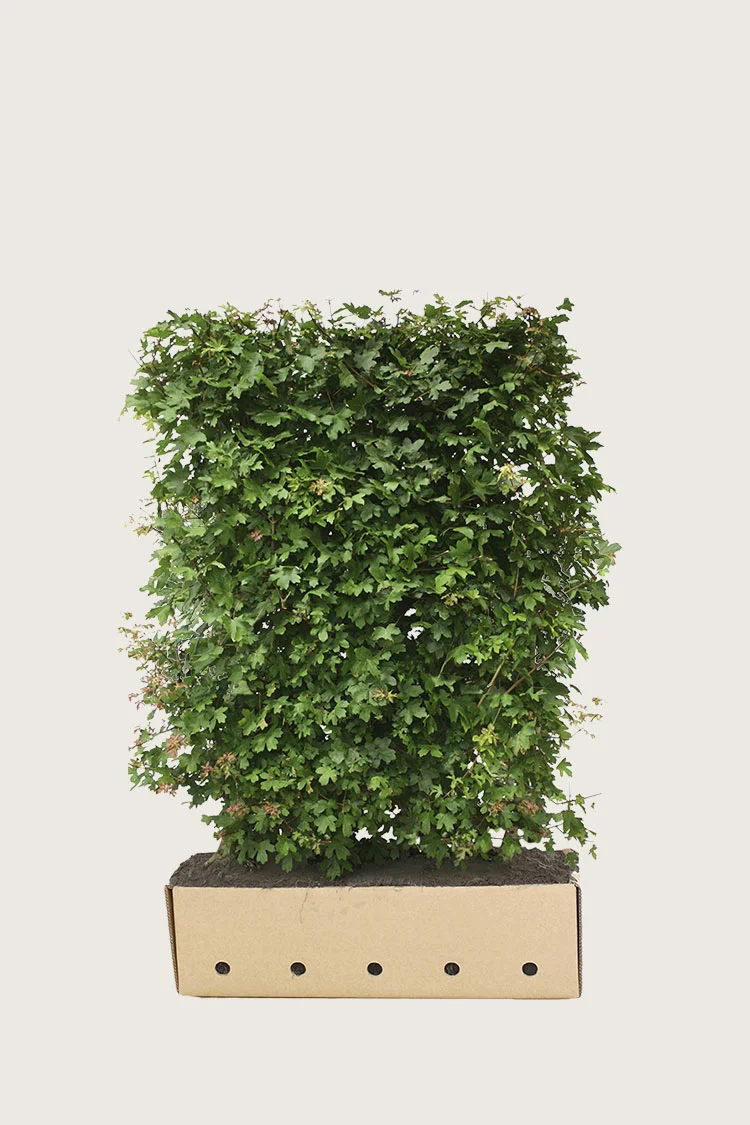 plantinavia20261015103457306658