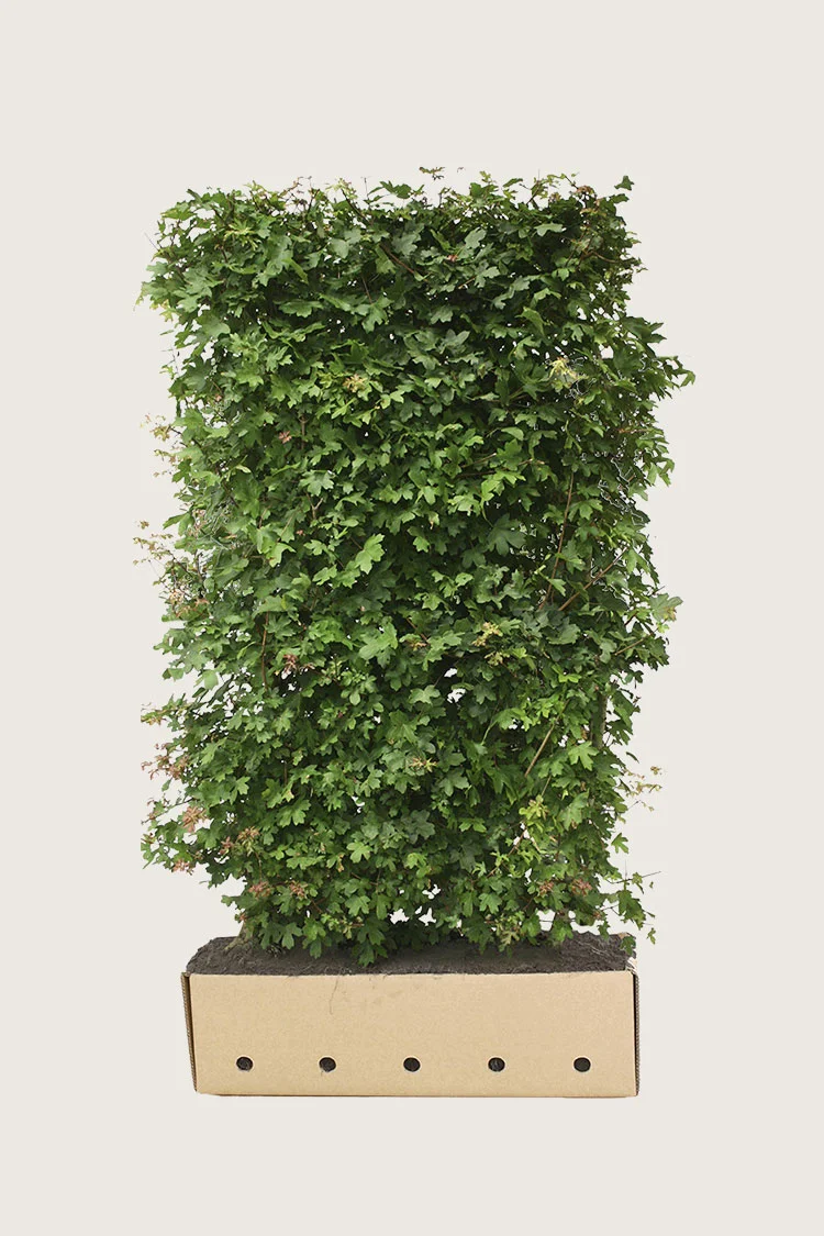 plantinavia20261015103458306666