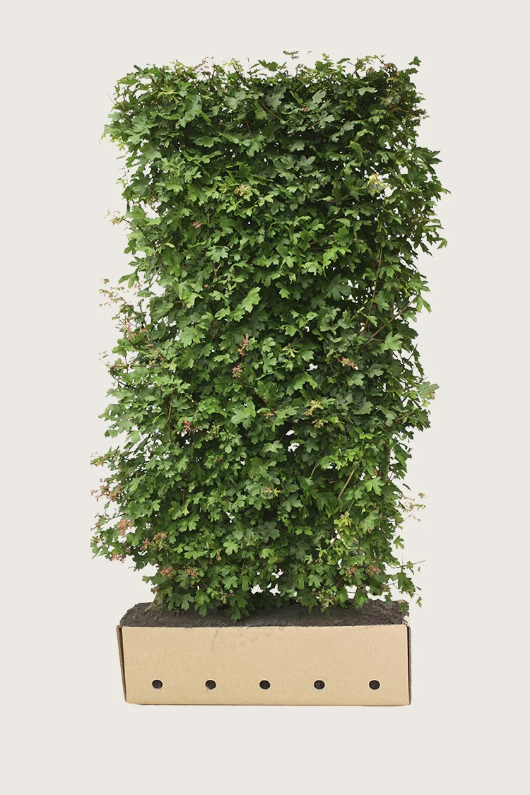 plantinavia20261015103500306680