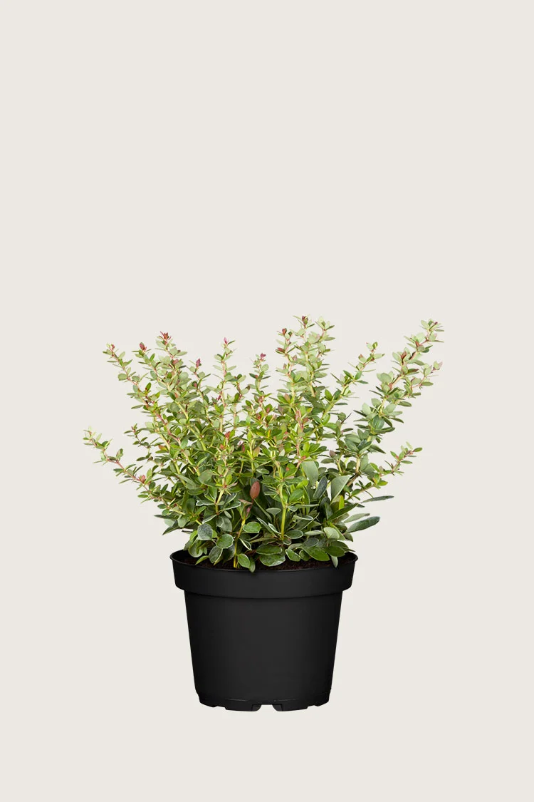 plantinavia20261015103502306696