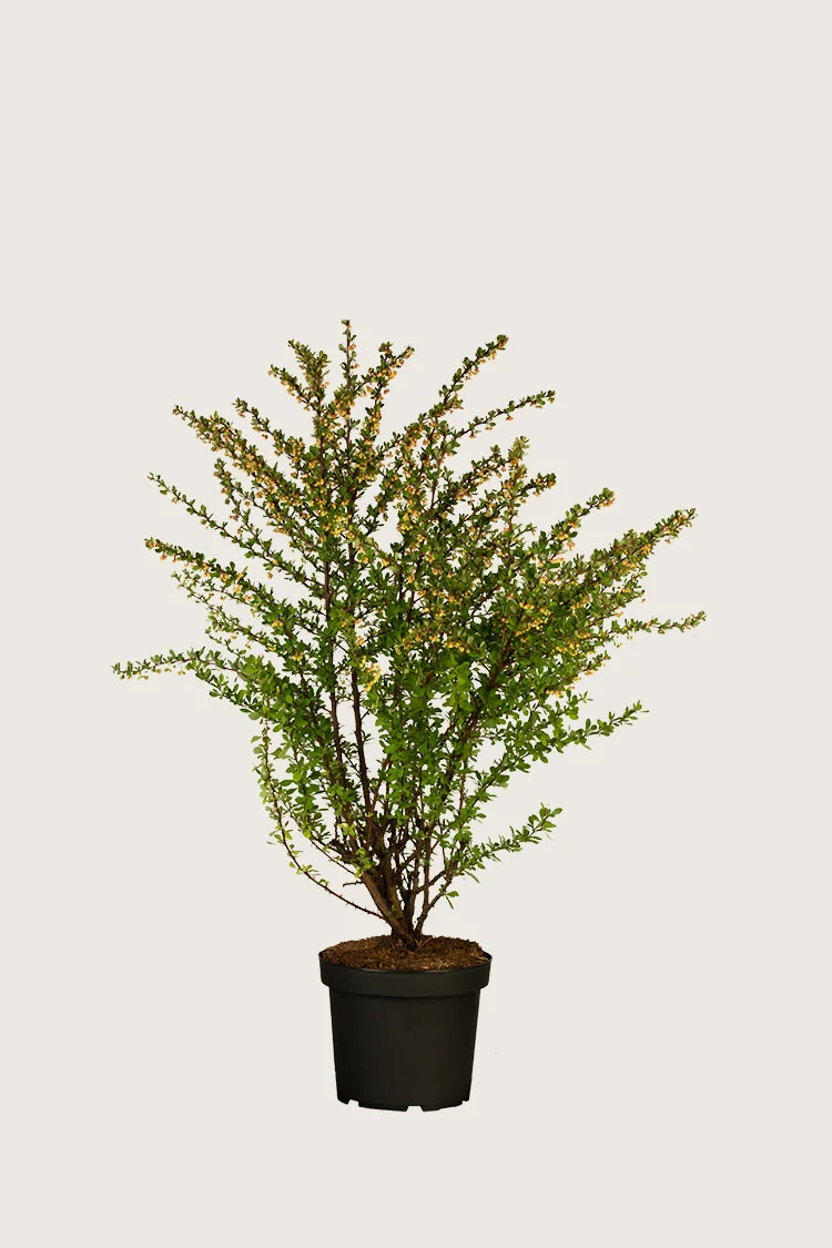 plantinavia20261015103502306705