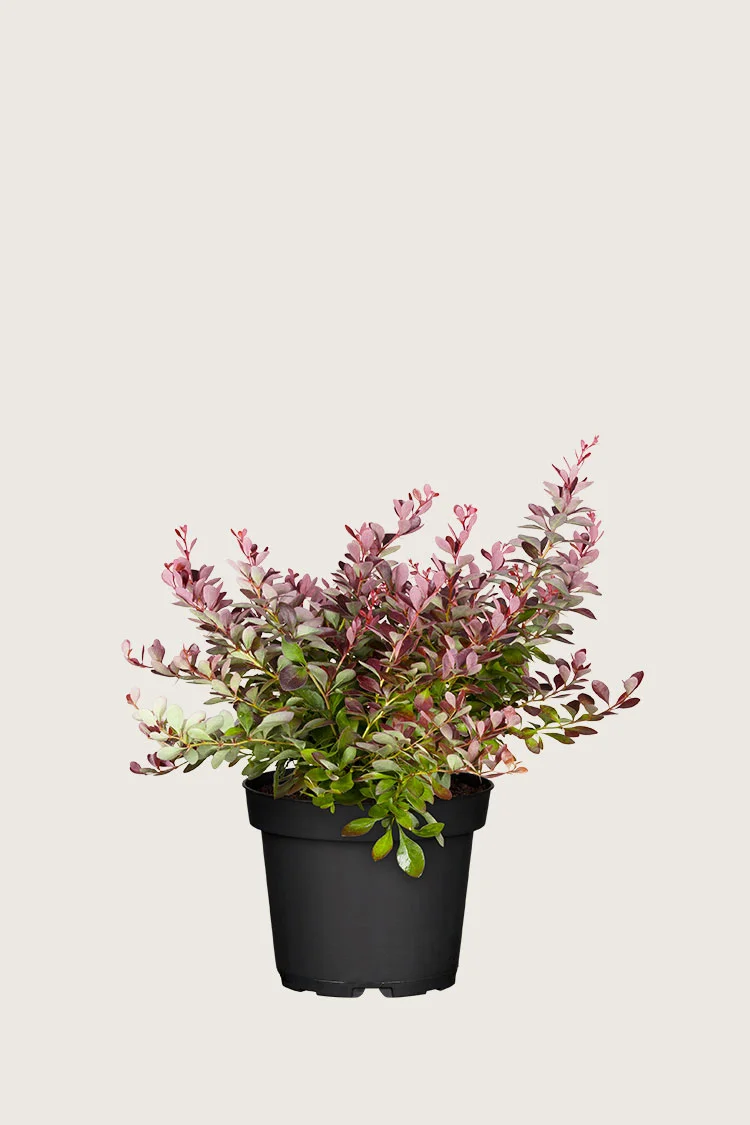 plantinavia20261015103504306718