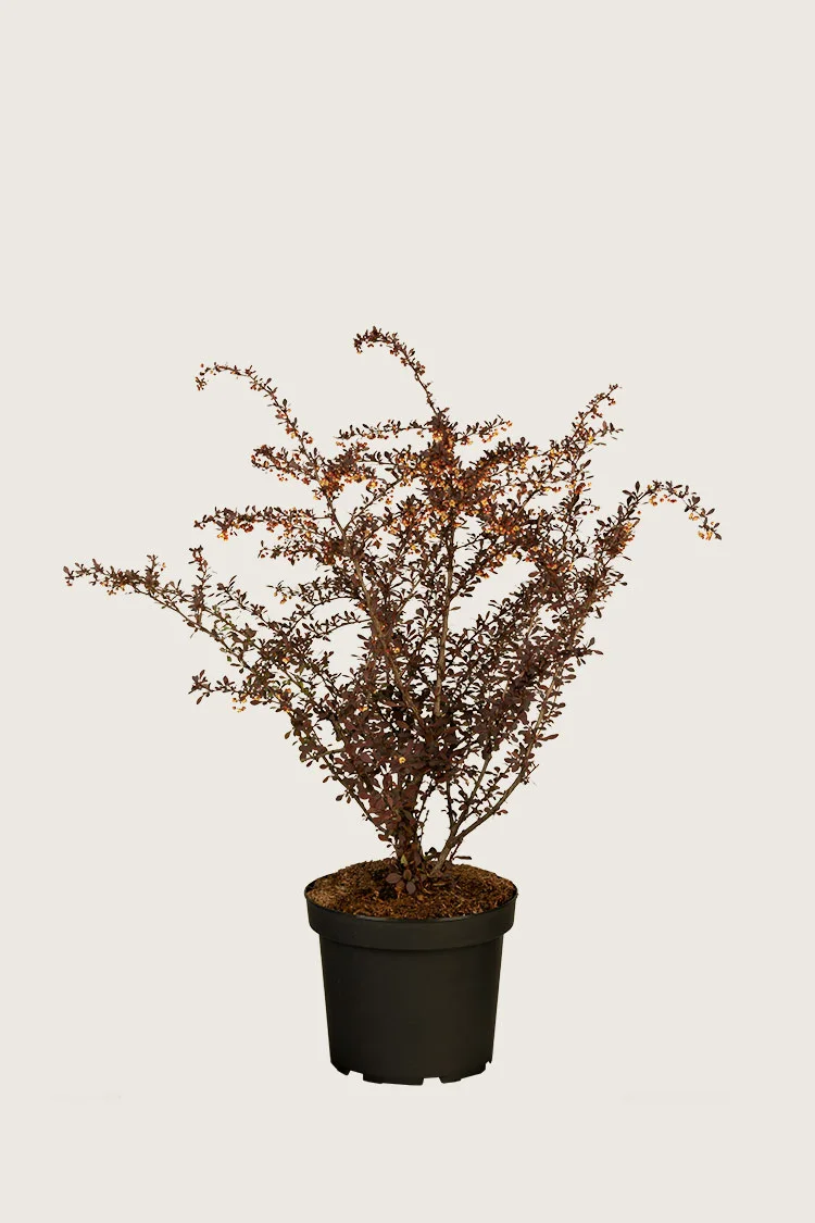 plantinavia20261015103505306726