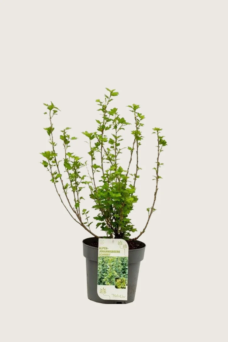 plantinavia20261015103507306746