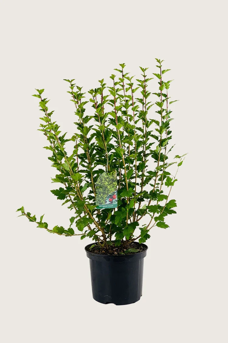 plantinavia20261015103508306759