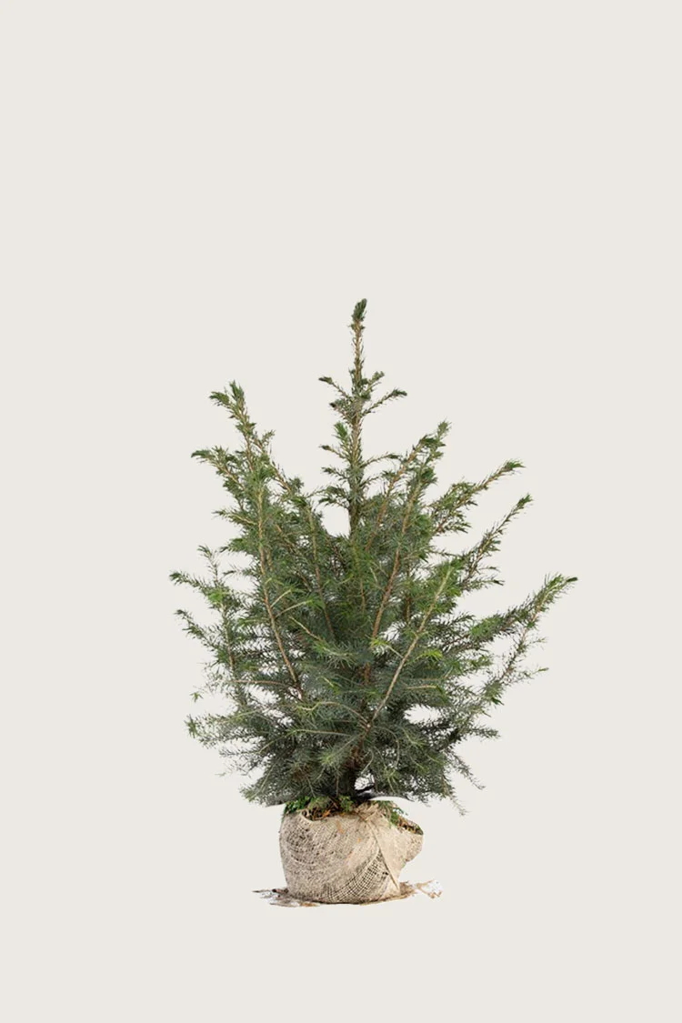 plantinavia20261015103509306763