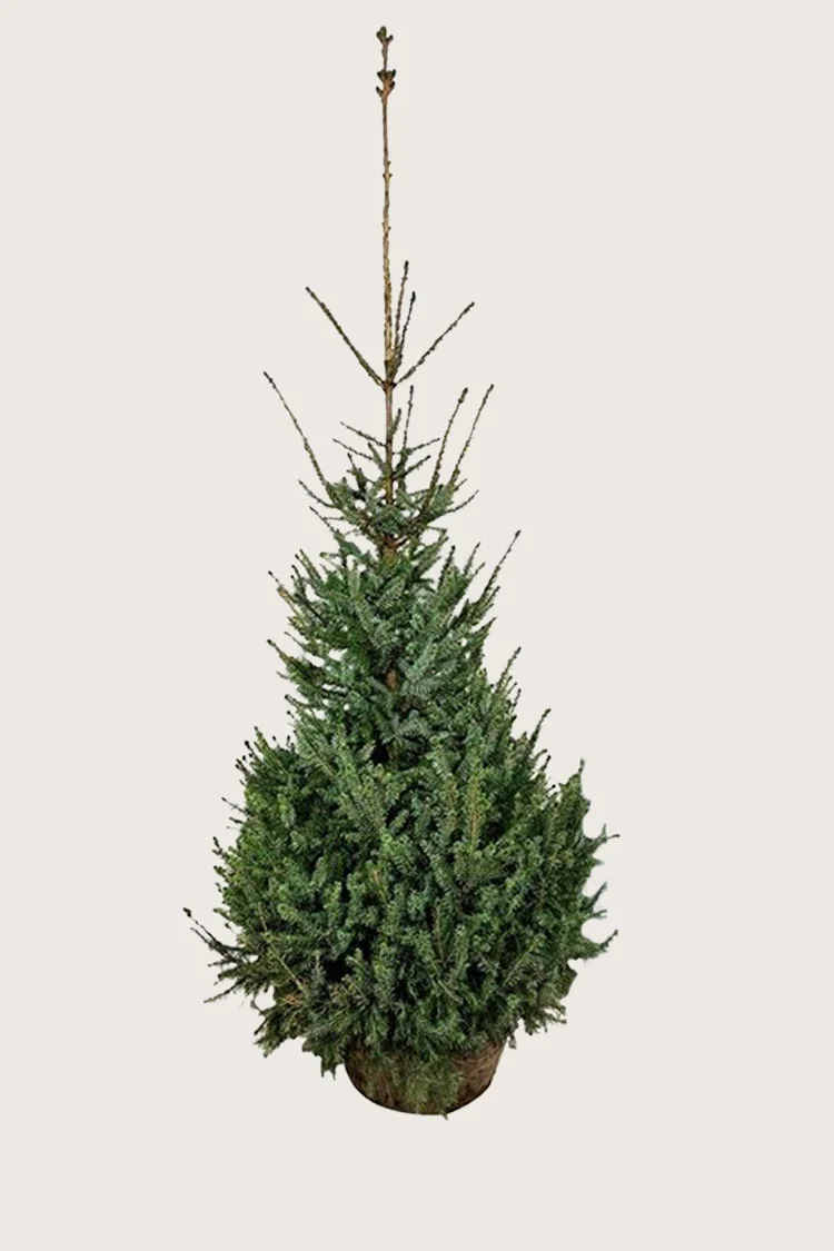 plantinavia20261015103513306799