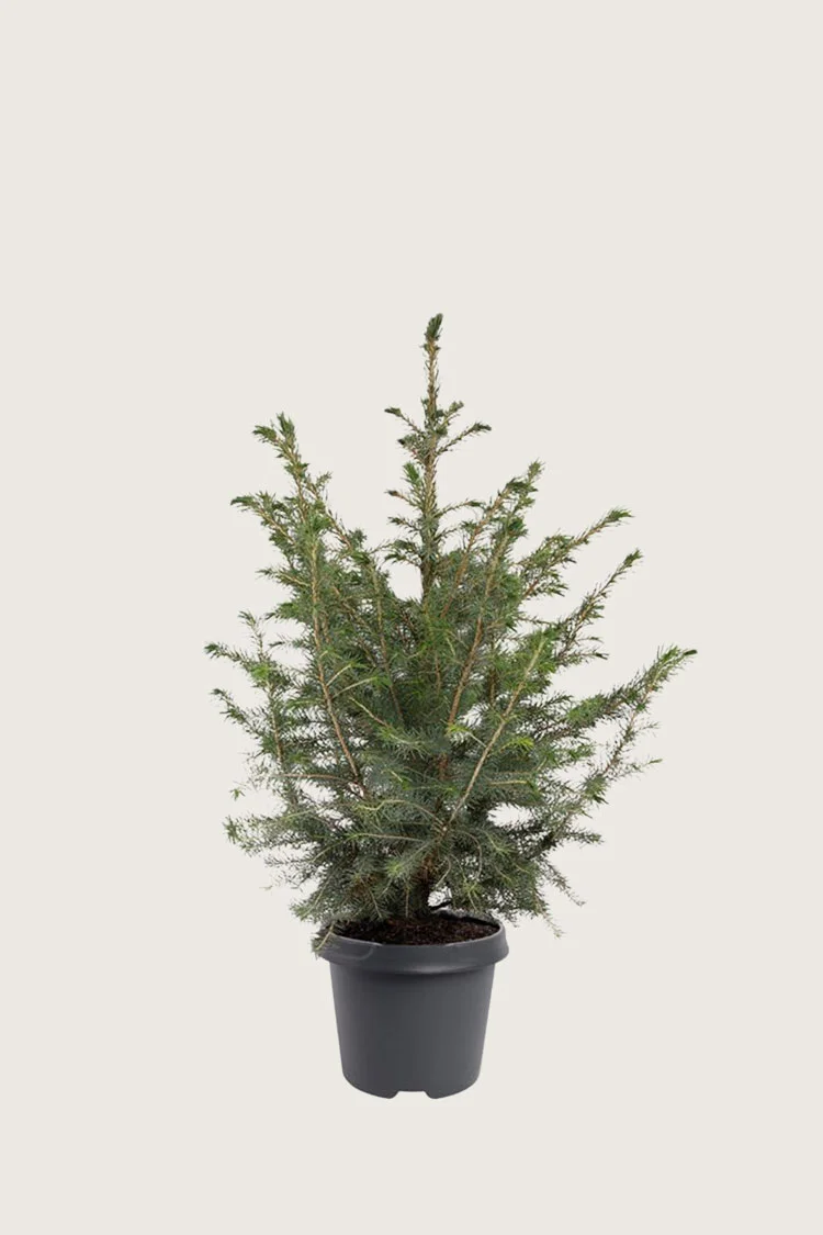 plantinavia20261015103514306810