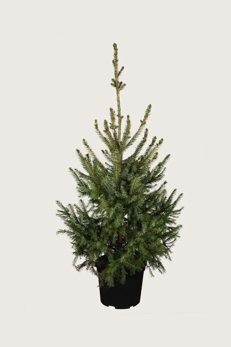 plantinavia20261015103517306832